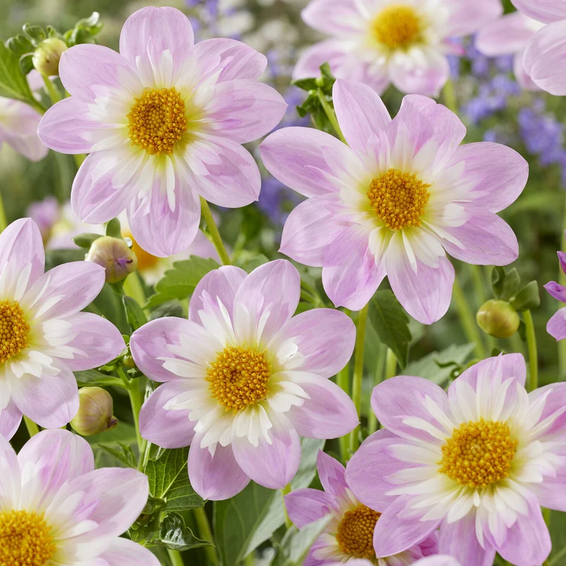 Dahlia collerette Teesbrooke Audrey