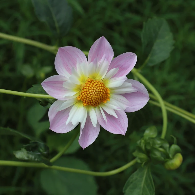 Dahlia collerette Teesbrooke Audrey