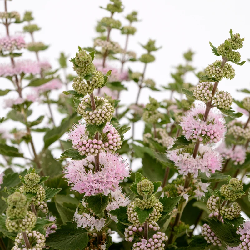 Caryopteris Camara® Pink