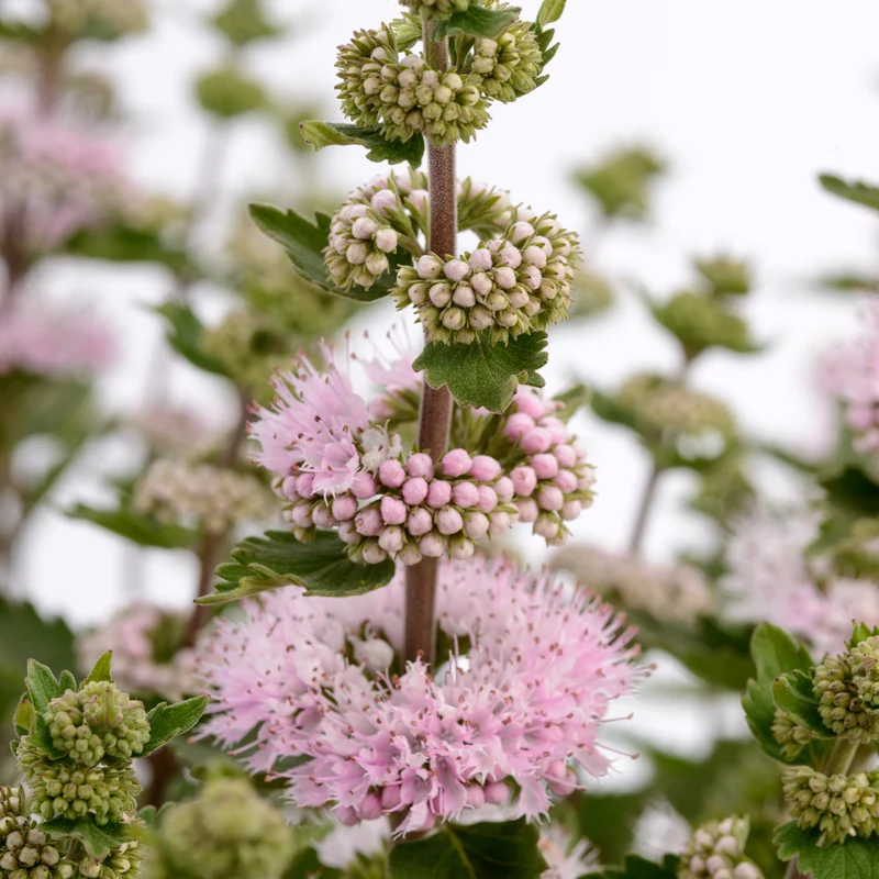 Caryopteris Camara® Pink
