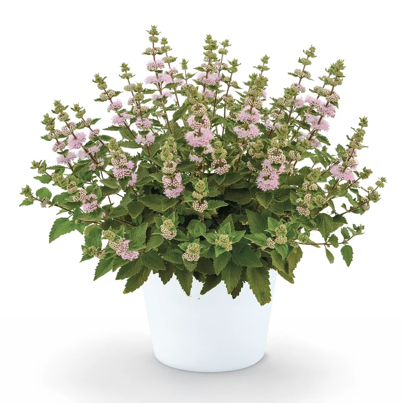 Caryopteris Camara® Pink