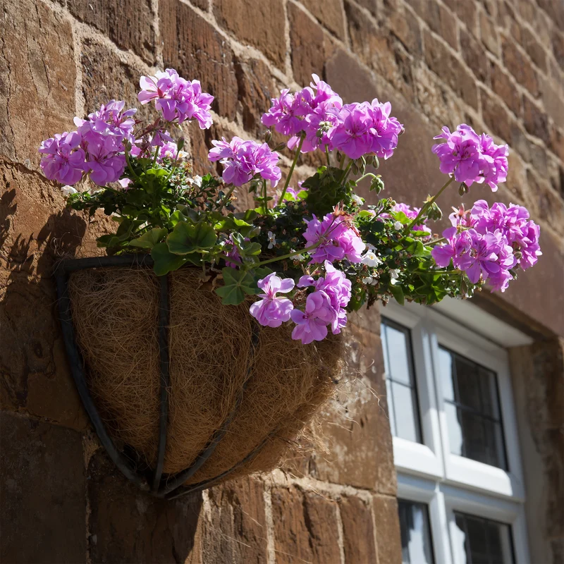 Géranium lierre double Lilas