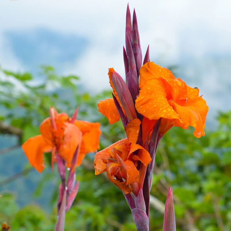 Canna Durban