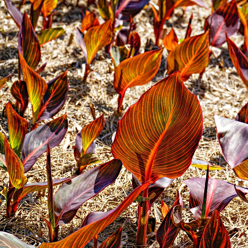 Canna Durban