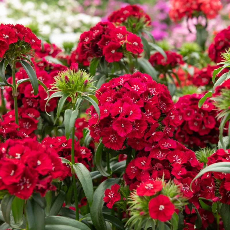 Œillet de poète Barbarini Red