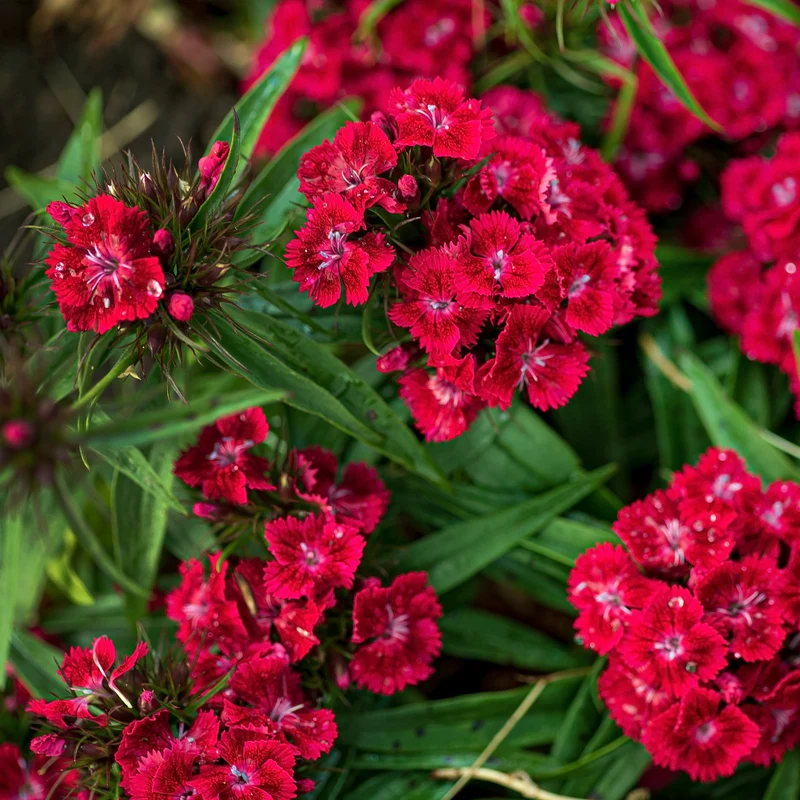 Œillet de poète Barbarini Red