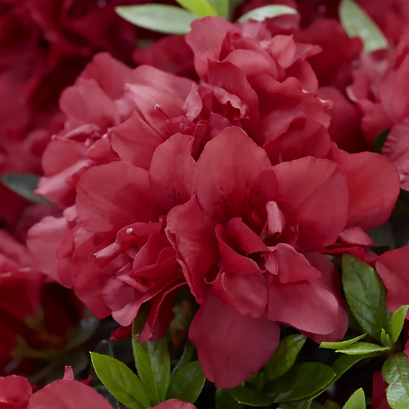 Azalée du Japon Encore® Autumn Fire