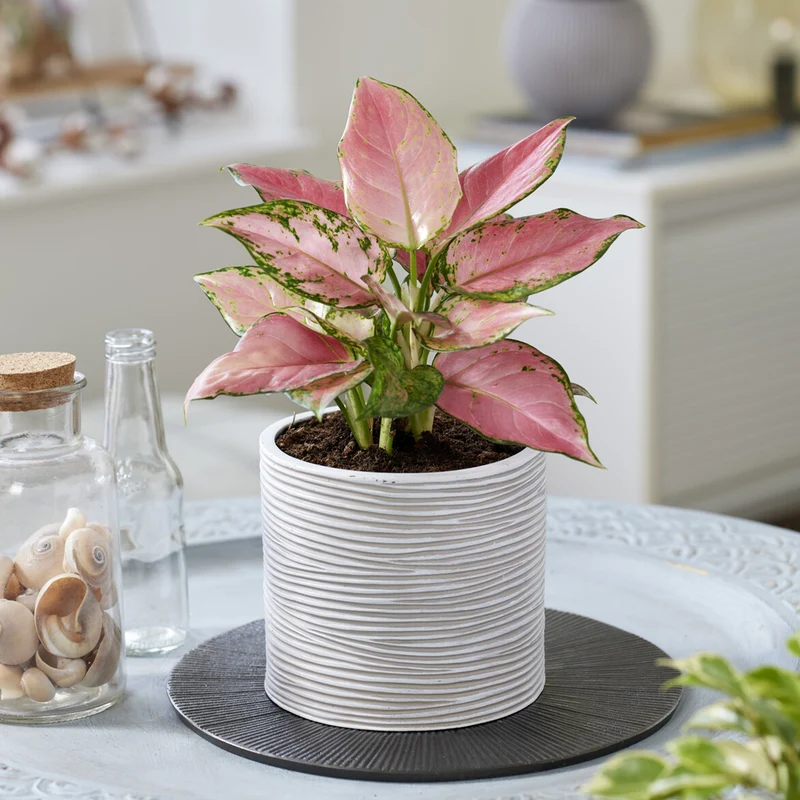 Aglaonema Pink Star