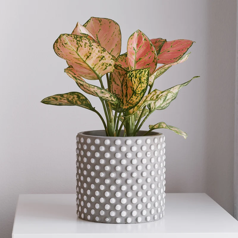 Aglaonema Pink Star