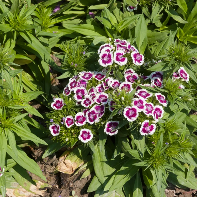 Œillet de poète Barbarini Purple Picotee