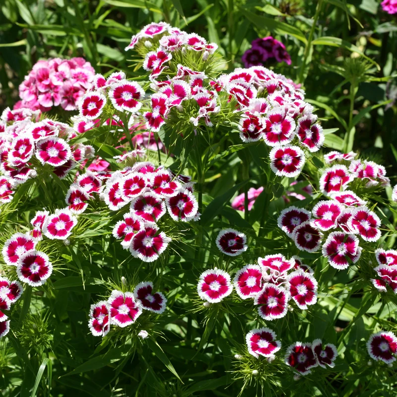 Œillet de poète Barbarini Purple Picotee