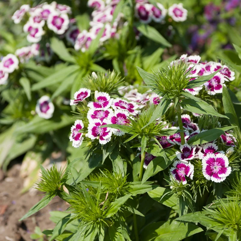 Œillet de poète Barbarini Purple Picotee