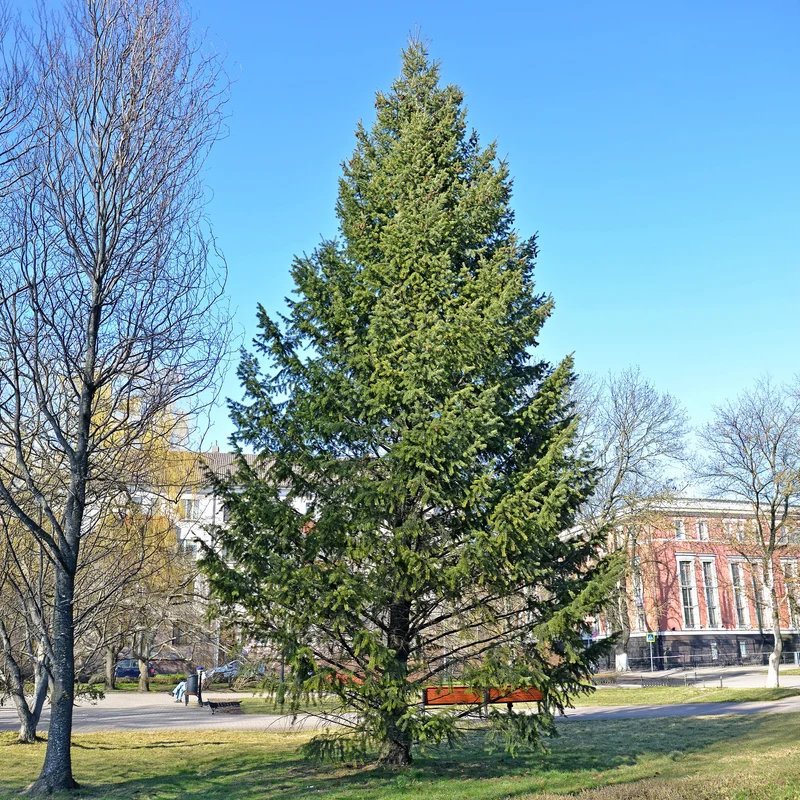 Sapin de Douglas