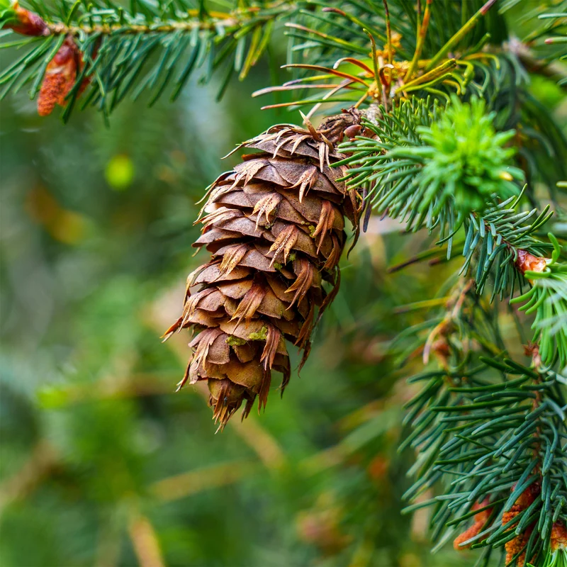 Sapin de Douglas