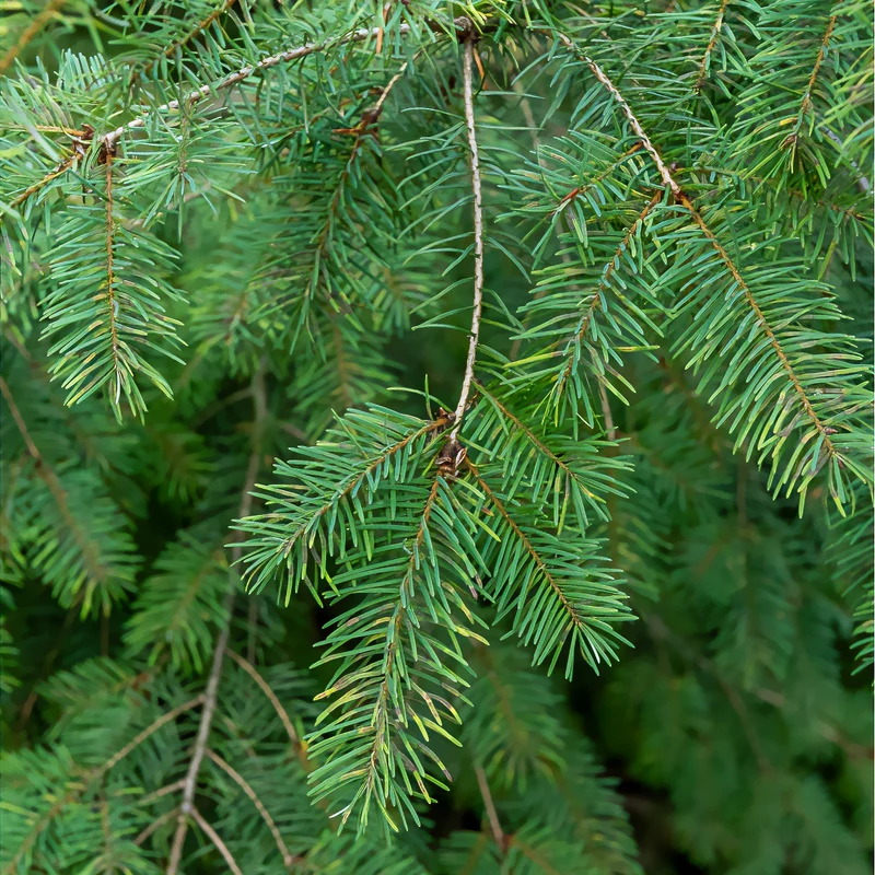 Sapin de Douglas
