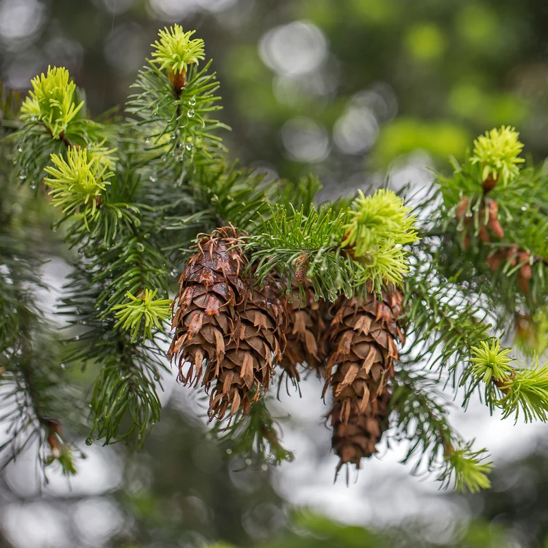 Sapin de Douglas