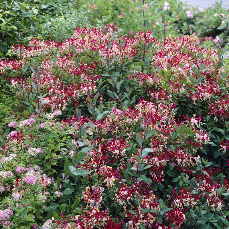 Chèvrefeuille grimpant des bois Belgica