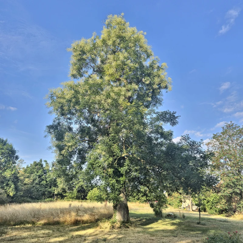 Sophora du Japon