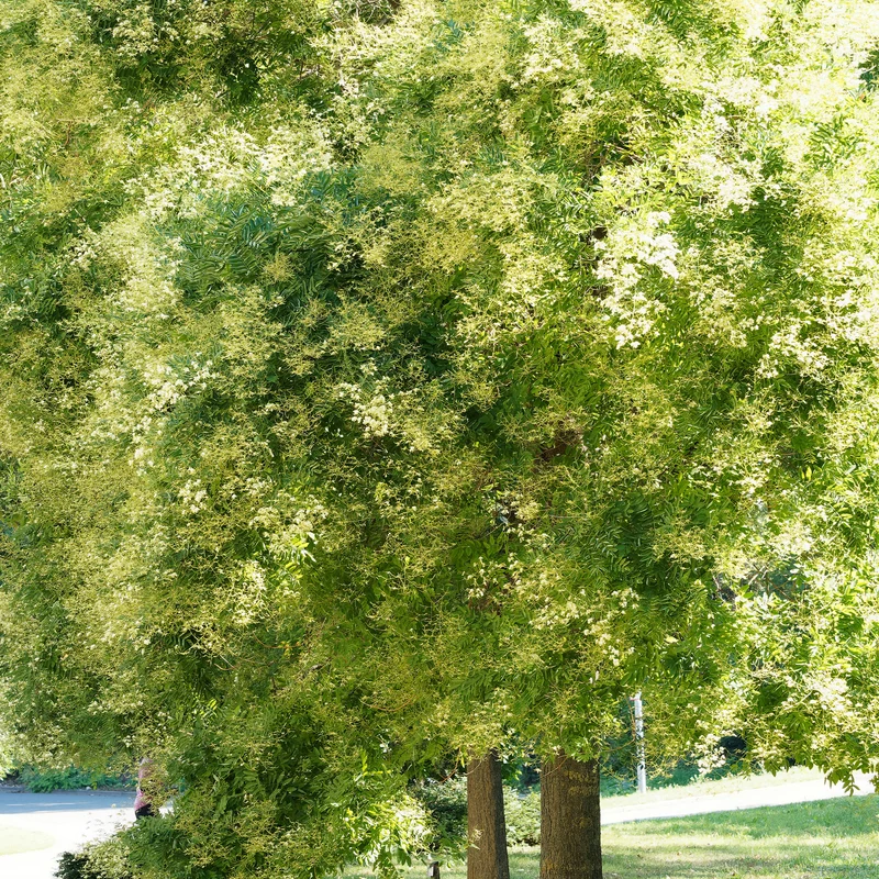 Sophora du Japon