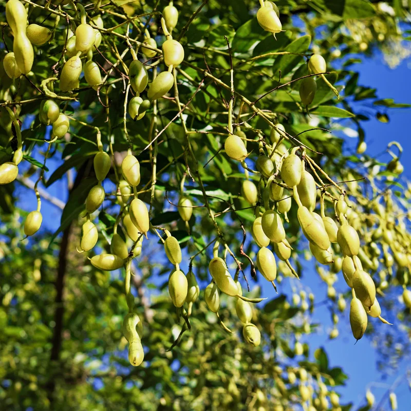 Sophora du Japon