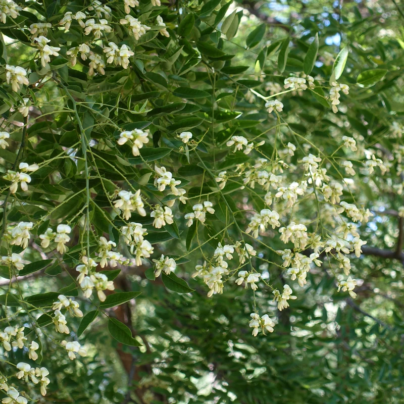 Sophora du Japon
