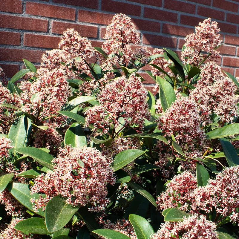 Skimmia du Japon Rubella