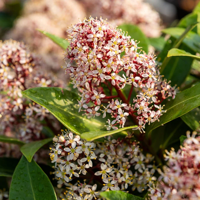 Skimmia du Japon Rubella