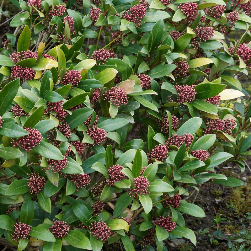 Skimmia du Japon Rubella