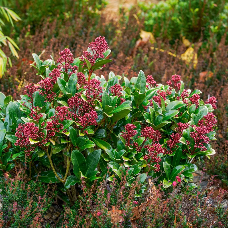 Skimmia du Japon Rubella