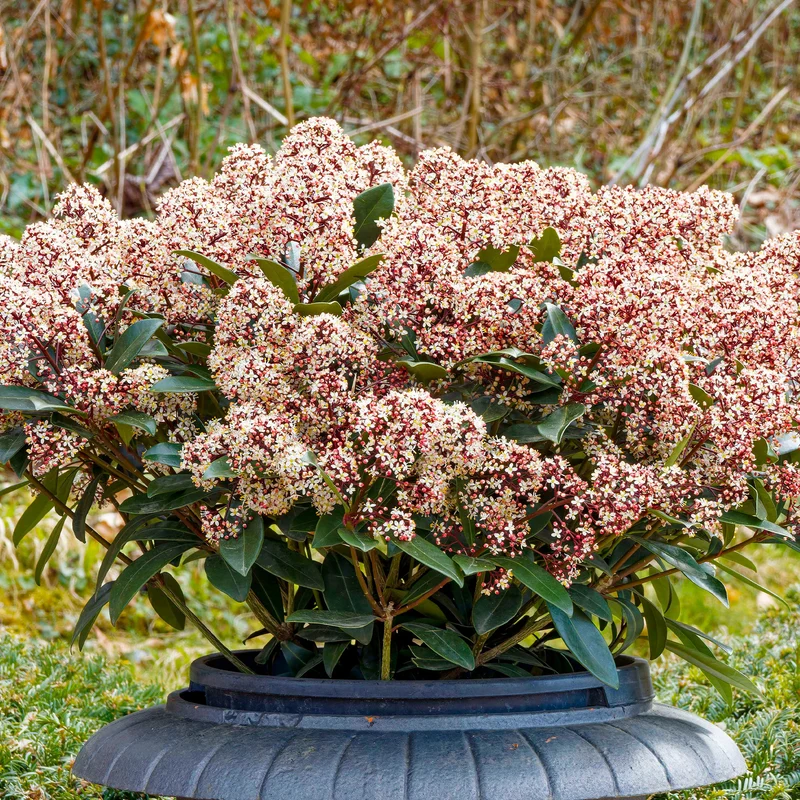 Skimmia du Japon Rubella