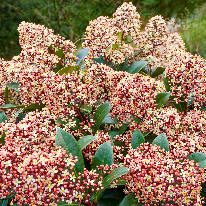 Skimmia du Japon Rubella