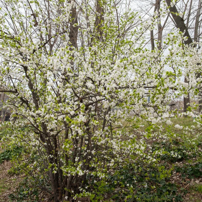 Prunellier
