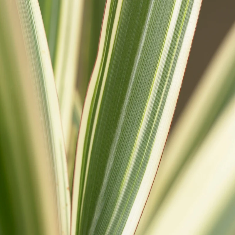 Phormium Tricolor - Lin de Nouvelle-Zélande