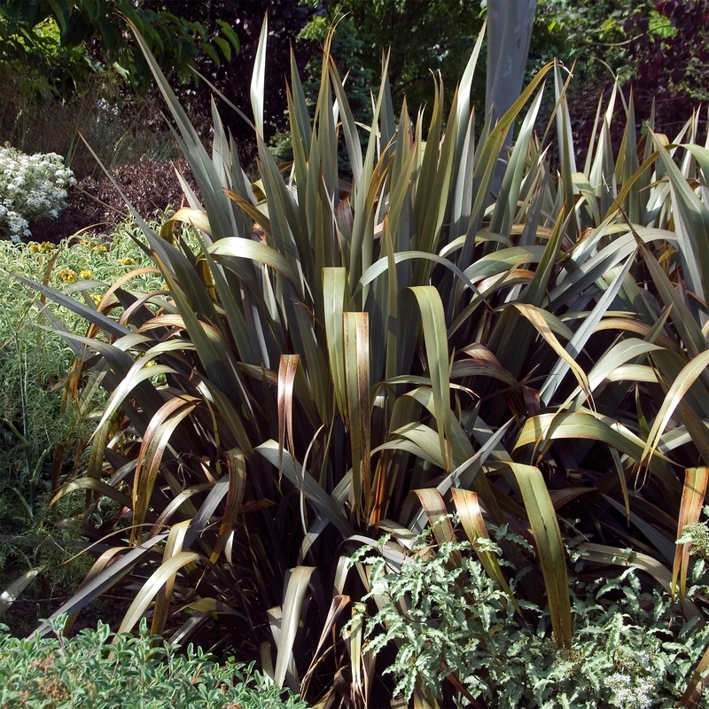 Phormium Bronze Baby - Lin de Nouvelle-Zélande