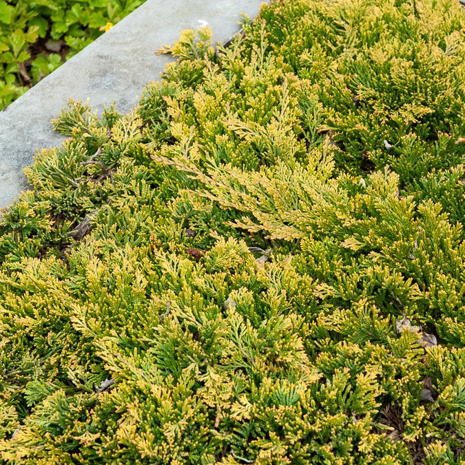 Genévrier rampant Golden Carpet