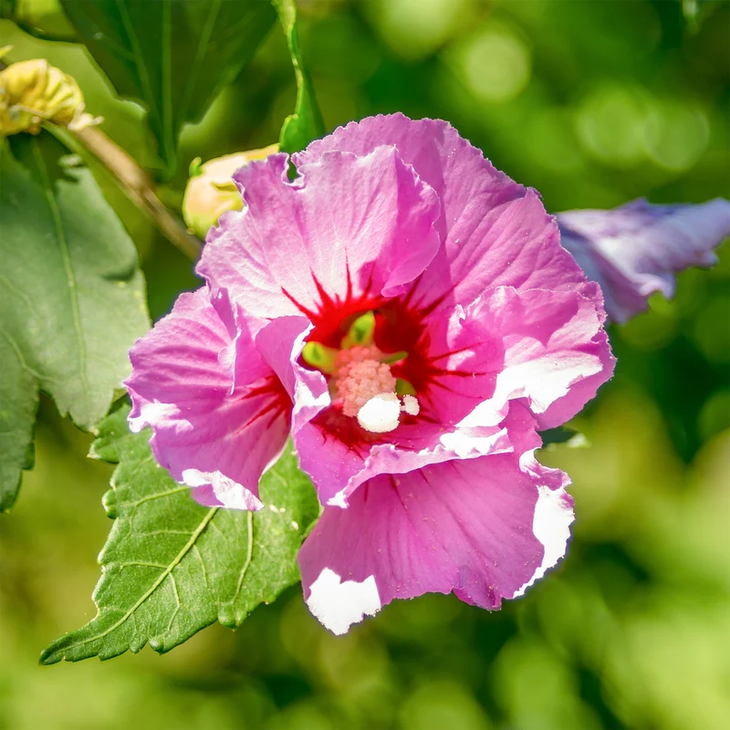 Hibiscus Woodbridge