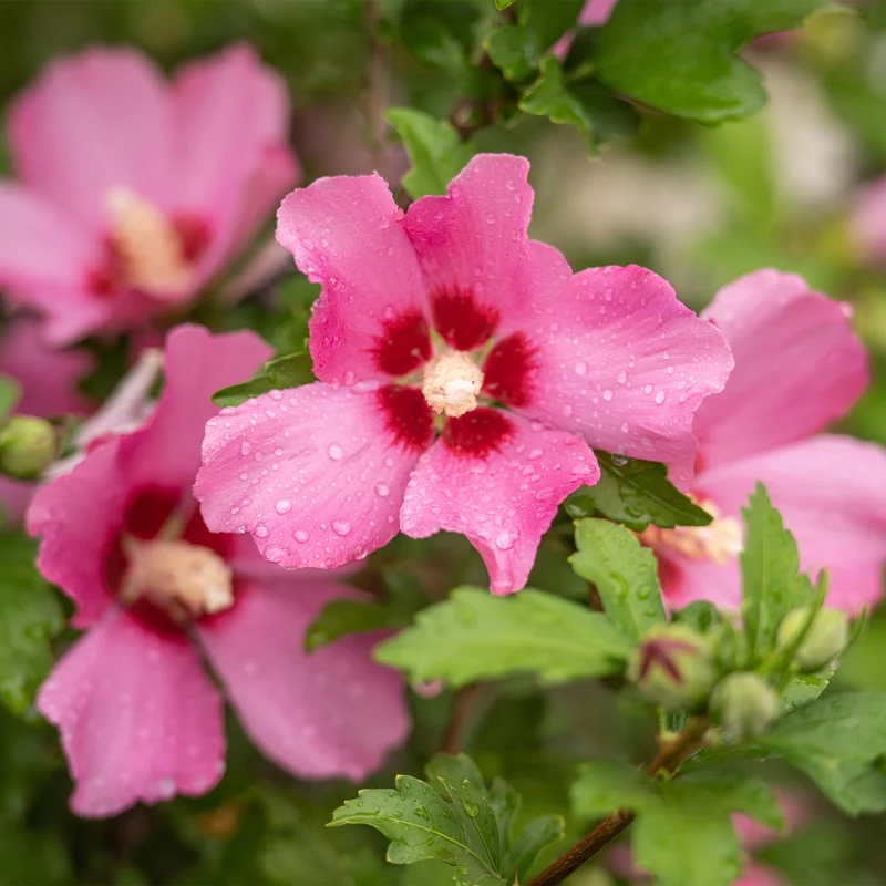 Hibiscus Woodbridge