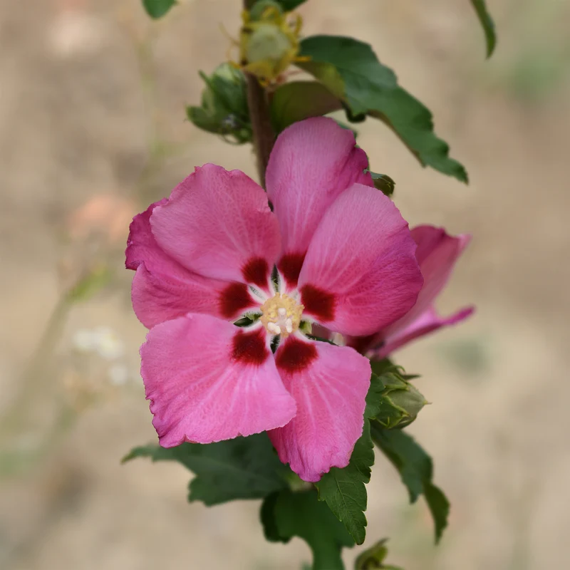 Hibiscus Woodbridge
