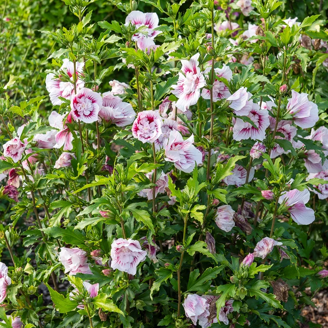 Hibiscus Starbust Chiffon®