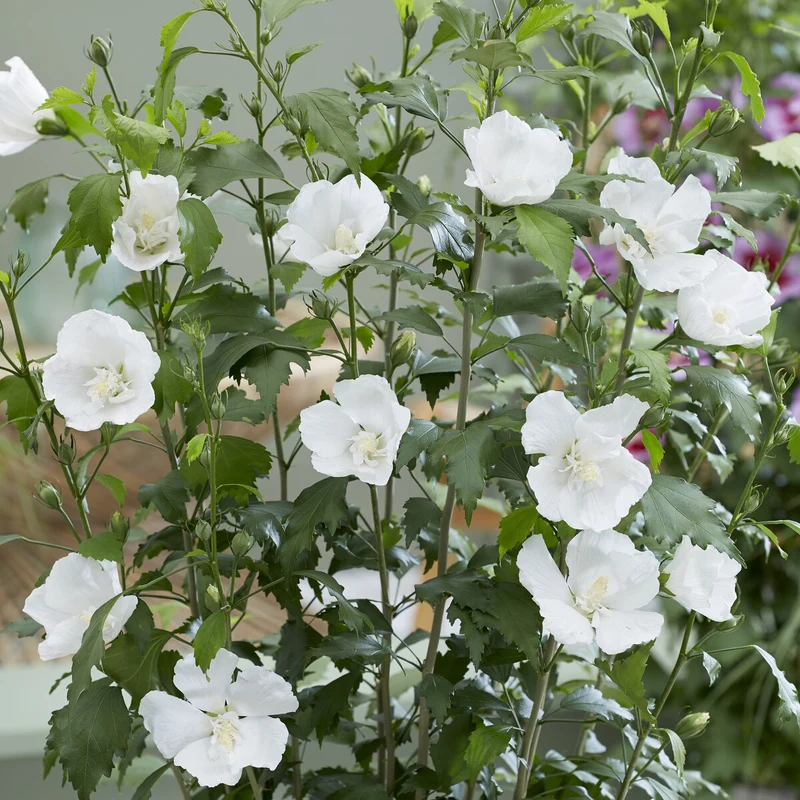 Hibiscus Flower Tower White ®