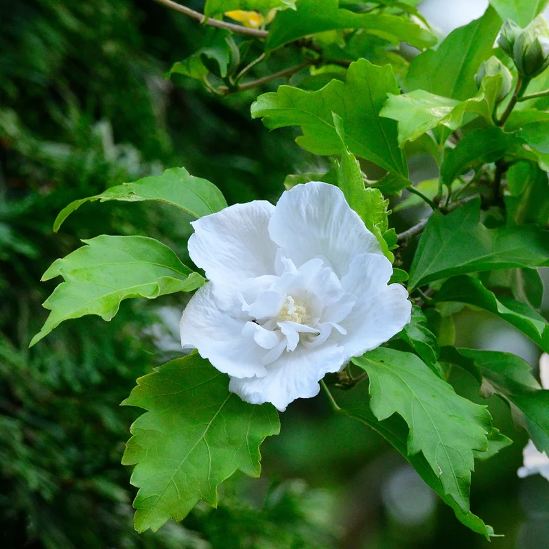 Hibiscus Flower Tower White ®