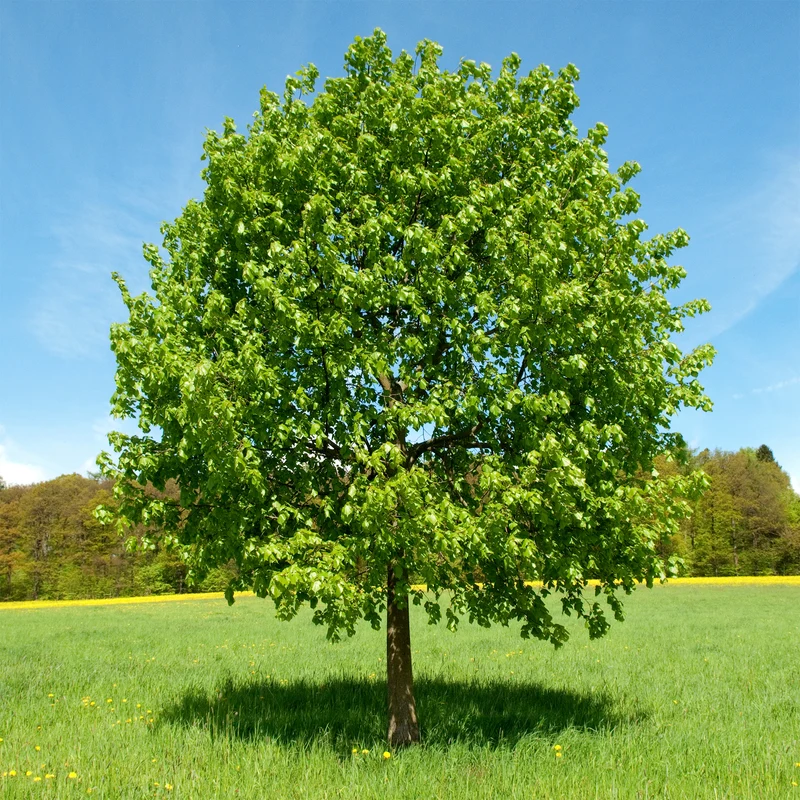 Tilleul à grandes feuilles