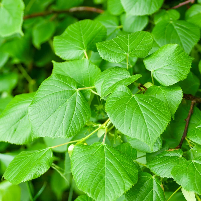 Tilleul à grandes feuilles