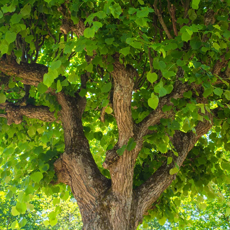 Tilleul à grandes feuilles