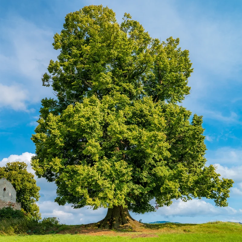 Tilleul à grandes feuilles