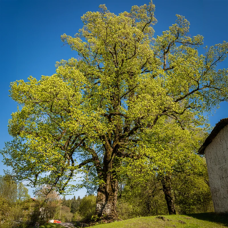 Tilleul à grandes feuilles