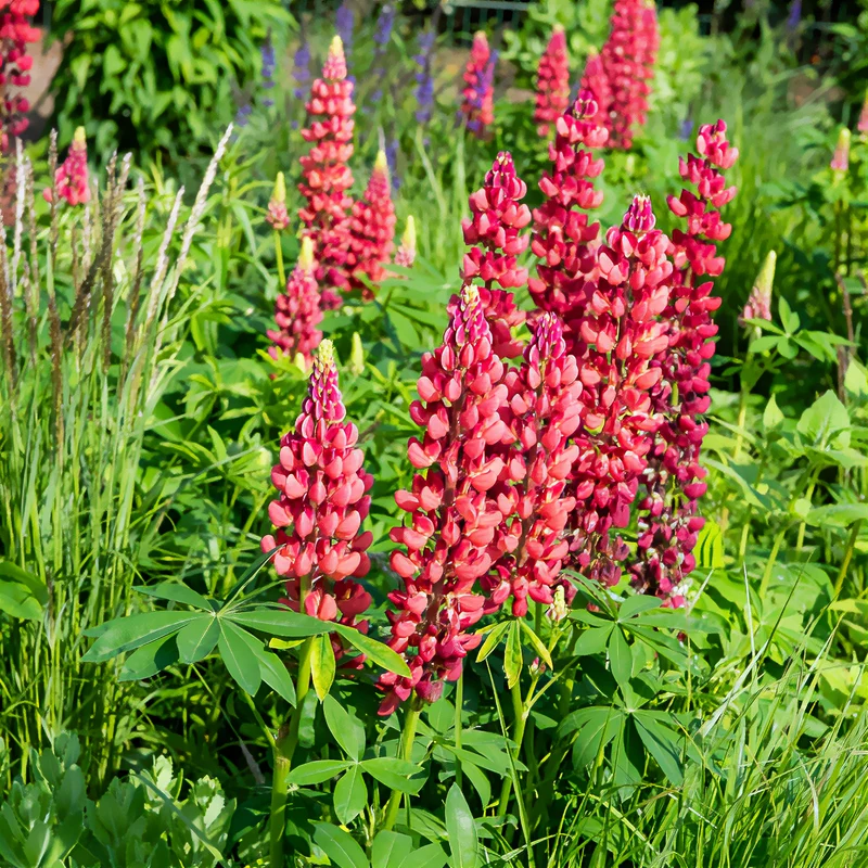 Lupin My Castle