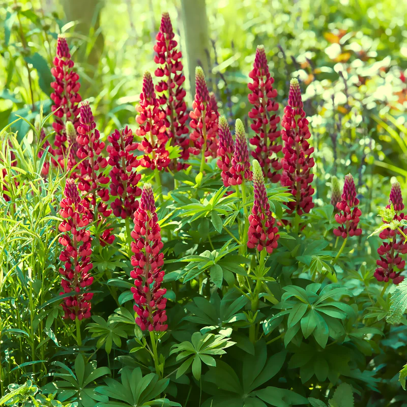 Lupin My Castle