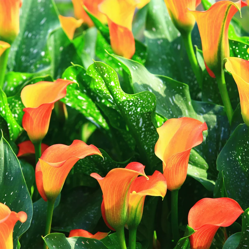 2 Calla Peach Pearl