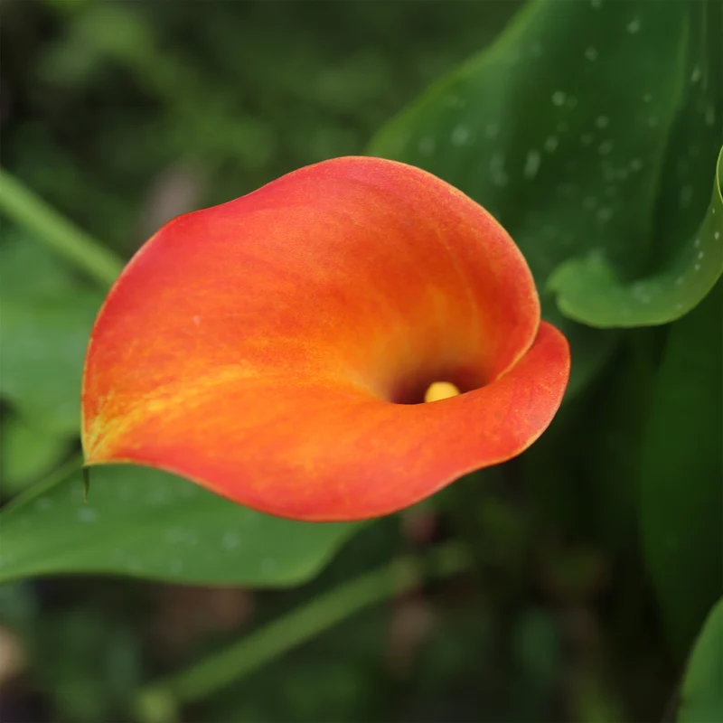 2 Calla Peach Pearl